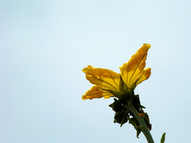 丝瓜花