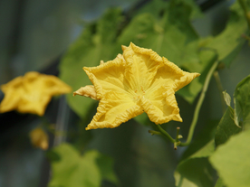 丝瓜花