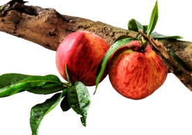 苹果水果背景海报素材