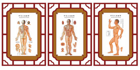 针灸穴位挂图展板