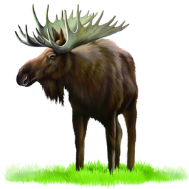 麋鹿动物生物水彩装饰素材