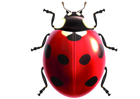 甲壳虫动物生物装饰素材