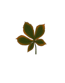 手绘丰收的季节设计插画素材+纹