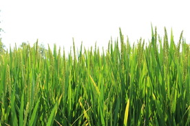 水稻