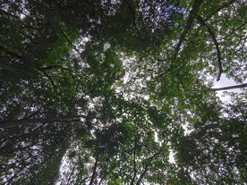 树叶