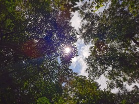 树叶透光
