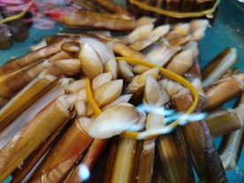 海鲜蛏子