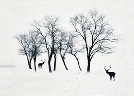 森林麋鹿背景墙