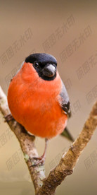 我是一只小小小小鸟