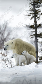 雪熊一家