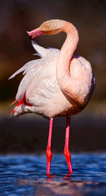 在清洁的火烈鸟