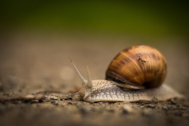 蜗牛