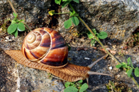 蜗牛