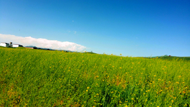 草原油菜花地