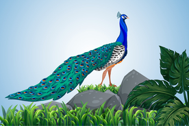 孔雀