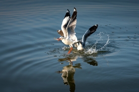 海鸥捕食