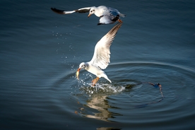 海鸥捕食