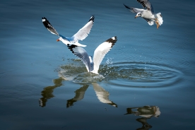 海鸥捕食