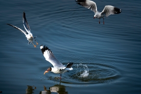 海鸥捕食