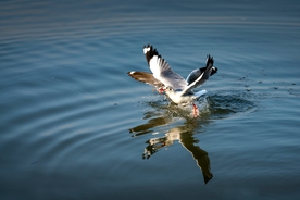 海鸥捕食