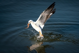 海鸥捕食