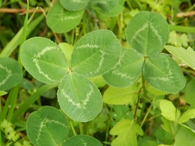 三叶草