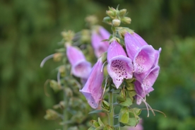 洋地黄 自由钟 指顶花 金钟