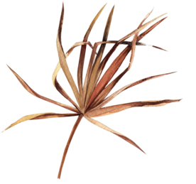 北欧小清新水彩植物图案