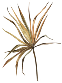 北欧小清新水彩植物图案