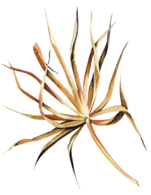 北欧小清新水彩植物图案