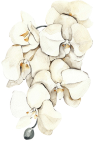 北欧小清新水彩植物图案