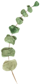 北欧小清新水彩植物图案