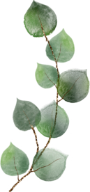 北欧小清新水彩植物图案