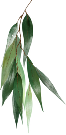 北欧小清新水彩植物图案