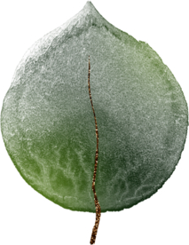 北欧小清新水彩植物图案