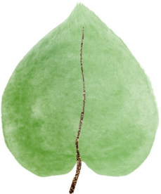 北欧小清新水彩植物图案