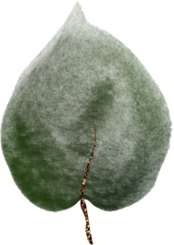 北欧小清新水彩植物图案