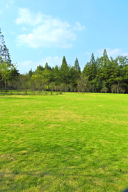 草坪