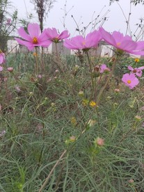 粉色  美丽 格桑花