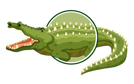 卡通鳄鱼