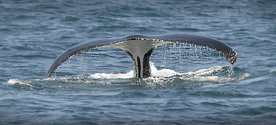 鲸鱼