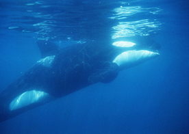 鲸鱼