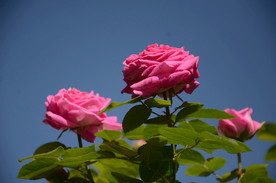 蓝天下的玫瑰