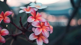 鸡蛋花
