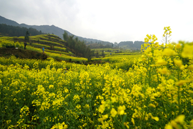 油菜花