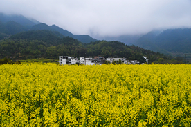 油菜花