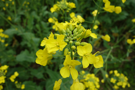 油菜花