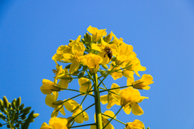 油菜花