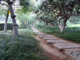 小路旁边古老树