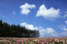蓝天白云  湖泊  草原牧场